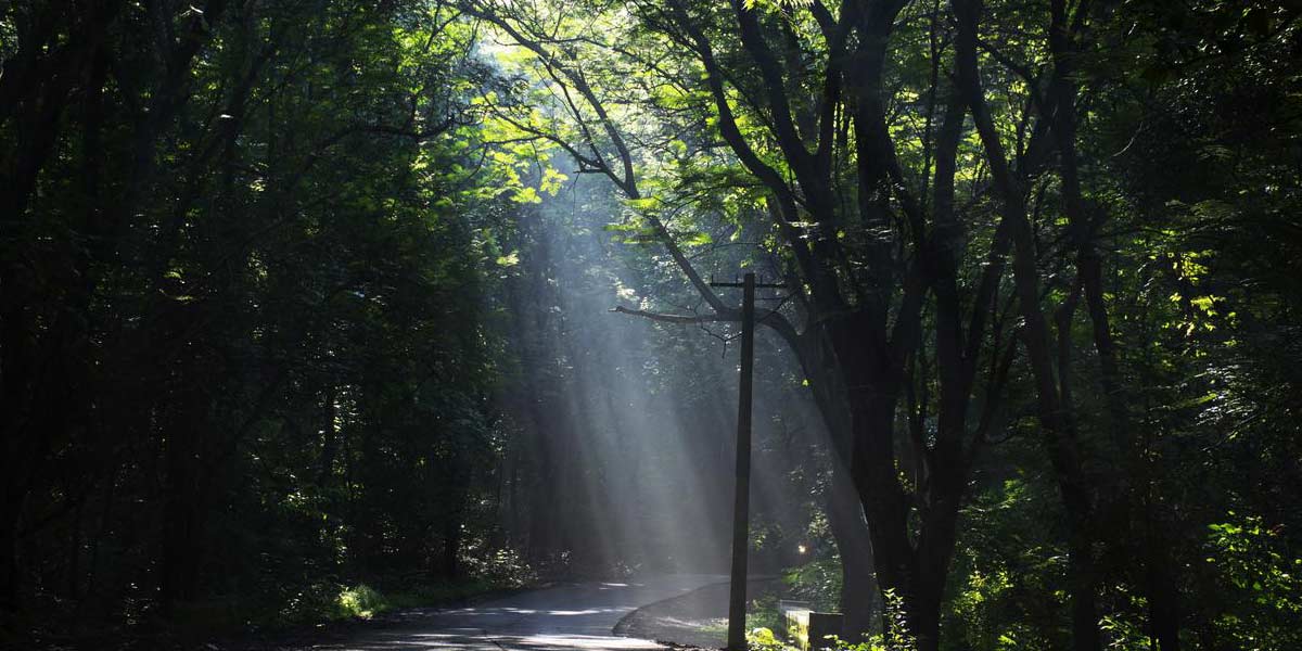 4. Sanjay Gandhi National Park_1